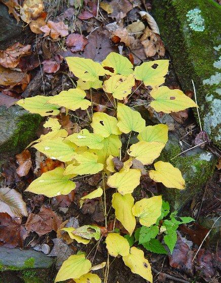 Foto: Mexick� Divoce Rostouc� Jam