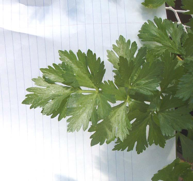 Foto: Mi��k Celer