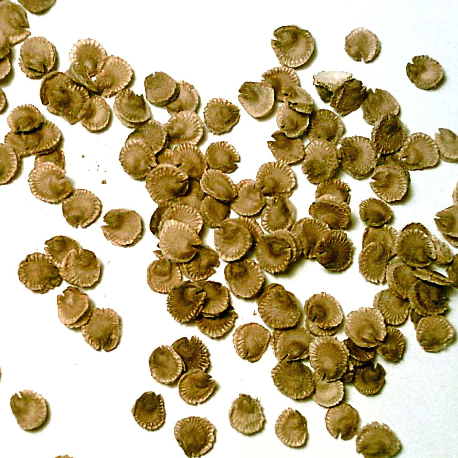 Foto: Mno�en� rostlin