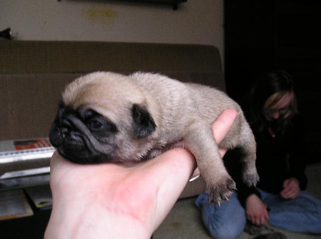 Foto: Mops-Majitelka: Veronika