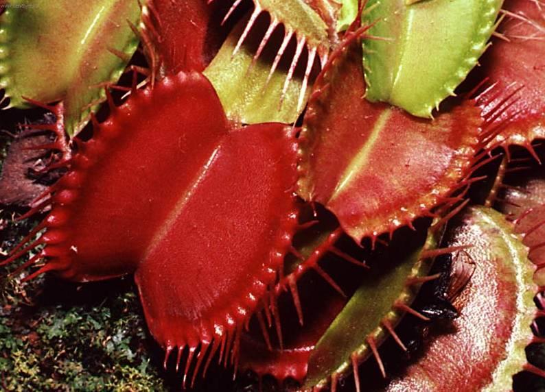 Fotky: Mucholapka podivn� (foto, obrazky)