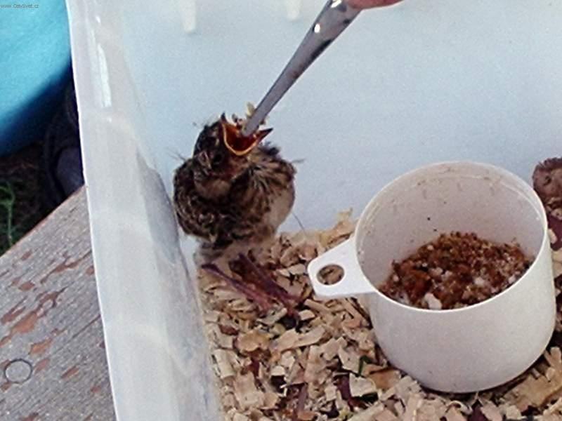 Foto: Nalezen� pta�� ml��ata !