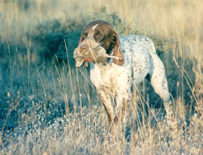 Fotky: Navarrsk� oha� (foto, obrazky)