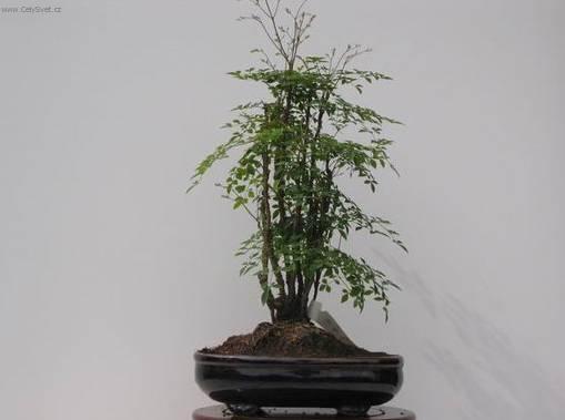 Foto: Nebesk� bambus