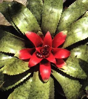 Foto: Nidul�rium, hn�zdo�