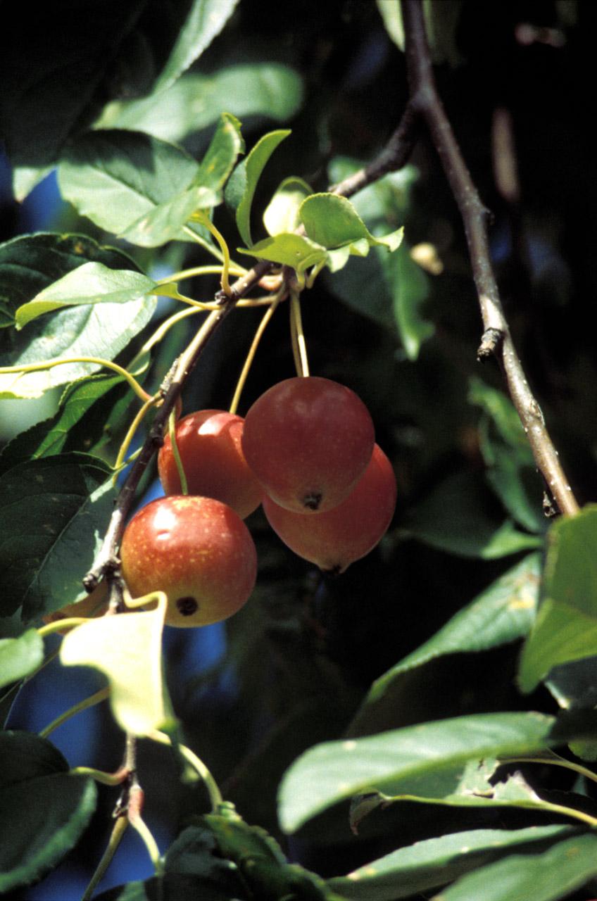 Fotky: Ovocn� stromy (foto, obrazky)