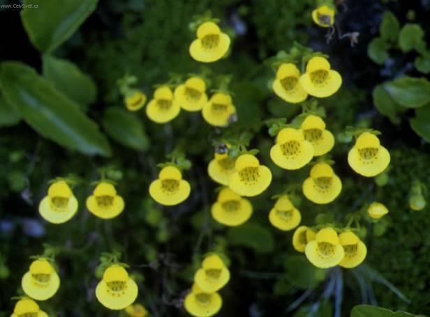 Fotky: Pantofl��ek, kalceol�rie, dmuloret (foto, obrazky)