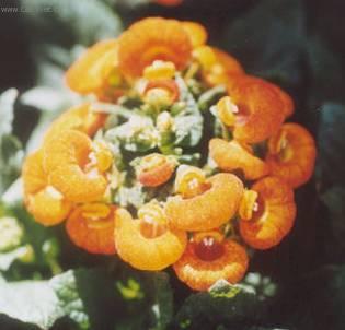 Foto: Pantofl��ek, kalceol�rie, dmuloret