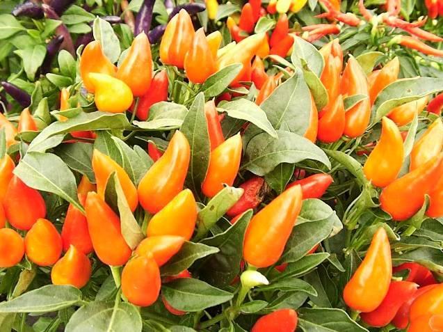 Fotky: Paprika ro�n� (foto, obrazky)