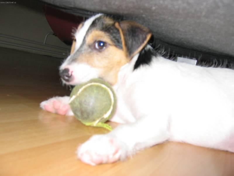 Foto: Parson Russel Teri�r-�t�n� 4 m�s�ce. Majitelka: Alice