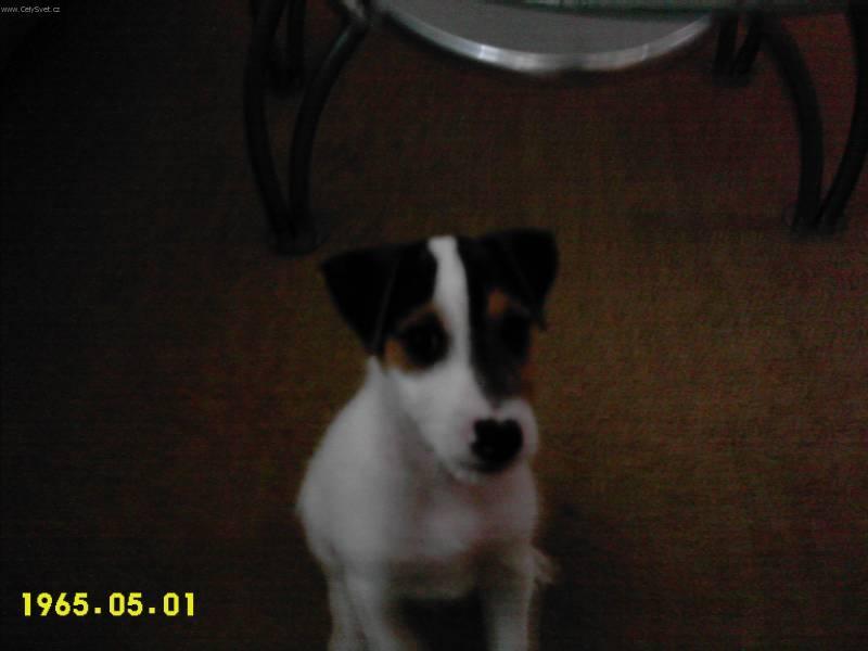 Foto: Parson Russel Teri�r-�t�n� 4 m�s�ce. Majitelka: Alice