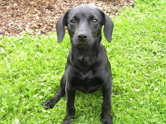 Fotky: Patterdale teri�r (foto, obrazky)