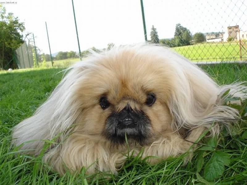 Foto: Pekingsk� pal�cov� ps�k, pekin�z-Majitelka: Andrea