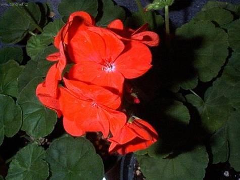 Foto: Pelarg�nie