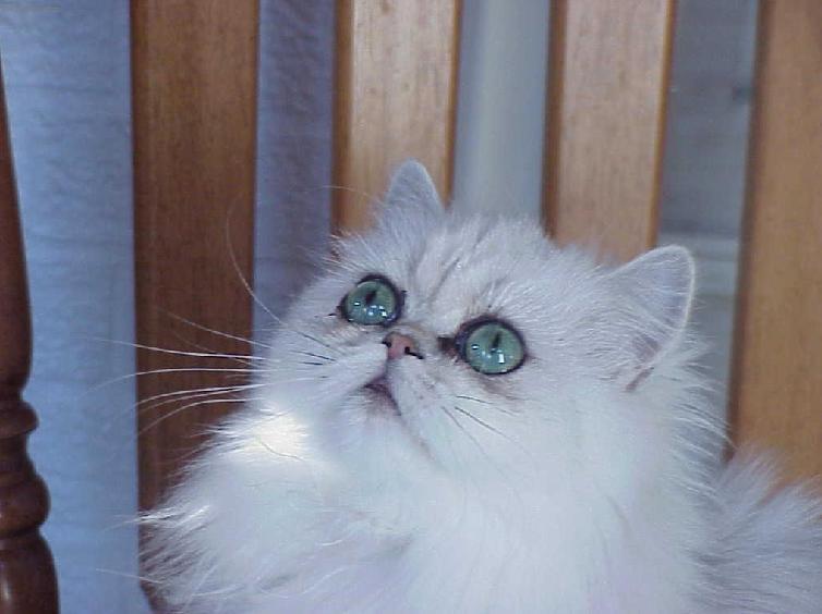 Foto: Persk� ko�ka