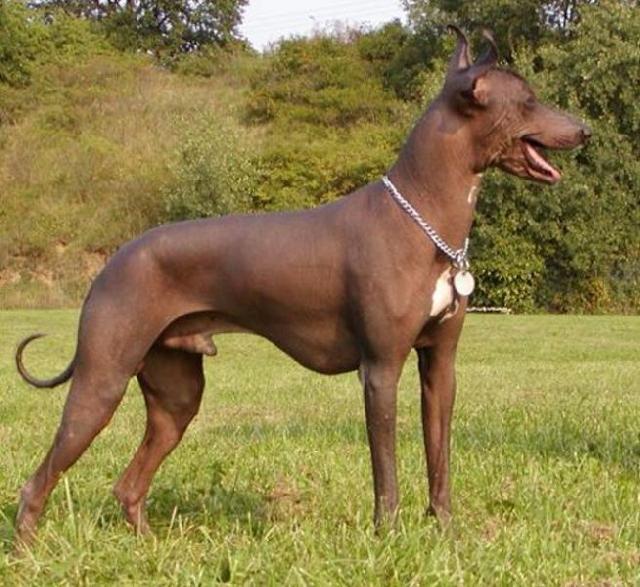 Foto: Peruvian Inca Orchid-Peru�nsk� nah�� velk�. CHS NORT BRUN