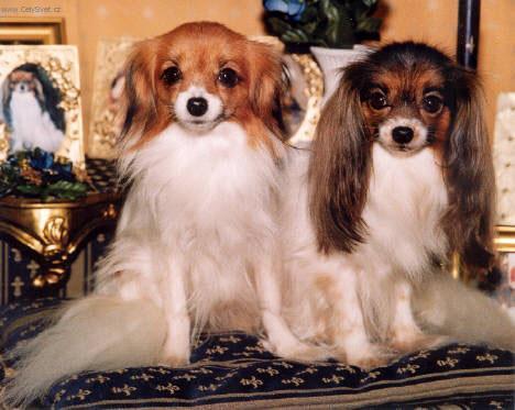 Fotky: Phal�ne (foto, obrazky)