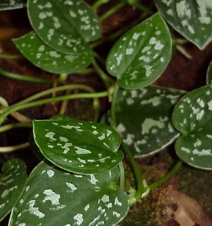 Foto: Pilea