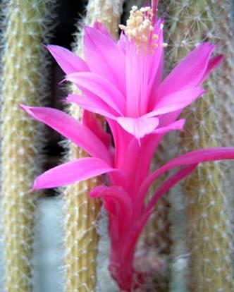 Foto: Aporocactus