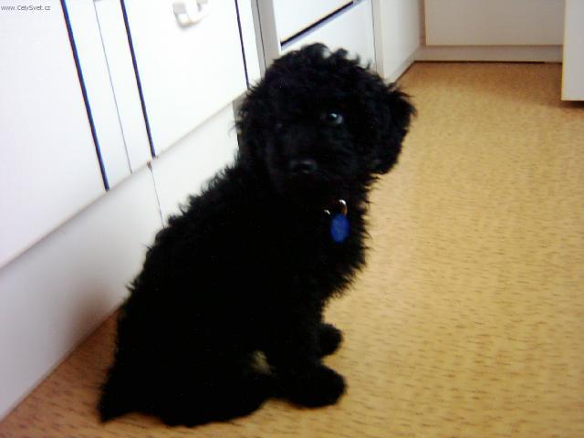 Foto: Pudl-Psichika. Majitelka: Klara