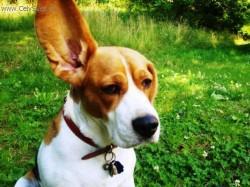 Foto: Puzzle online: Psi 4