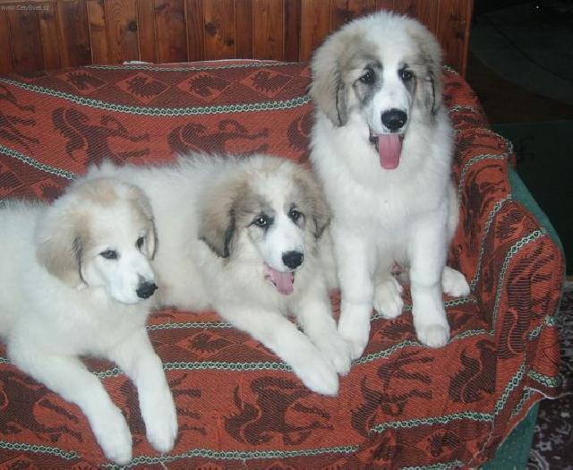 Fotky: Pyrenejsk� horsk� pes (foto, obrazky)