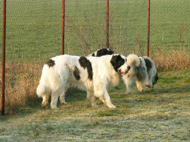 Fotky: Pyrenejsk� mastin (foto, obrazky)
