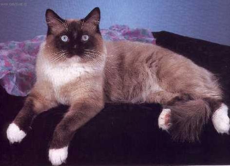 Foto: Ragdoll