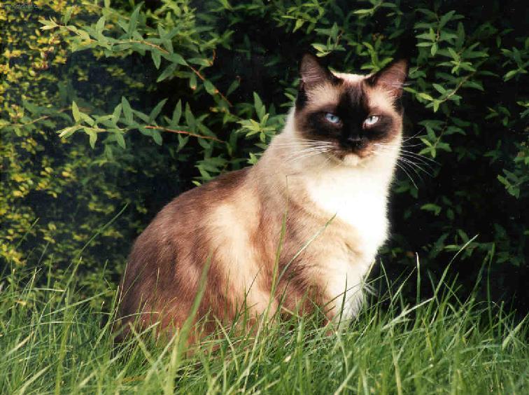 Foto: Ragdoll