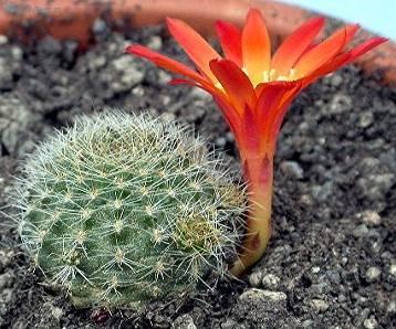 Foto: Rebutia miniscula