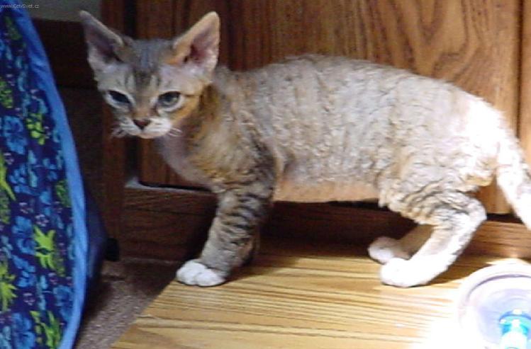 Foto: Rexi-Devon Rex