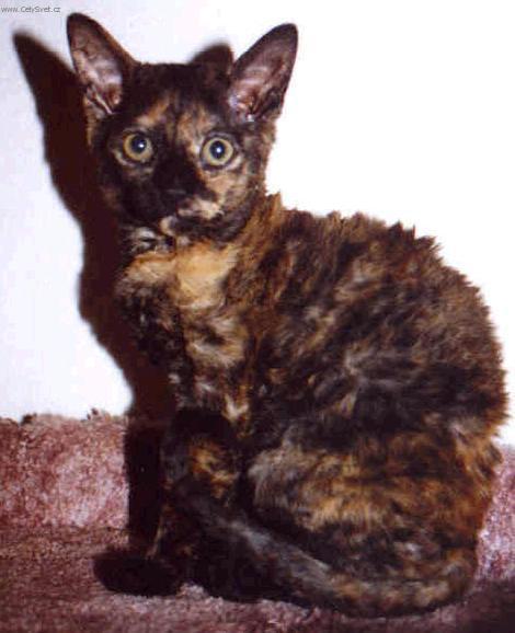 Foto: Rexi-German Rex