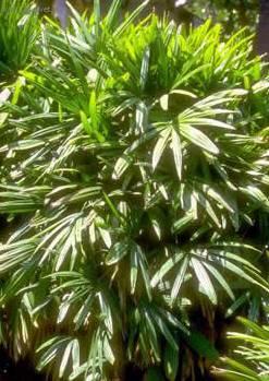 Fotky: Rhapis, palmenka n�zk� (foto, obrazky)