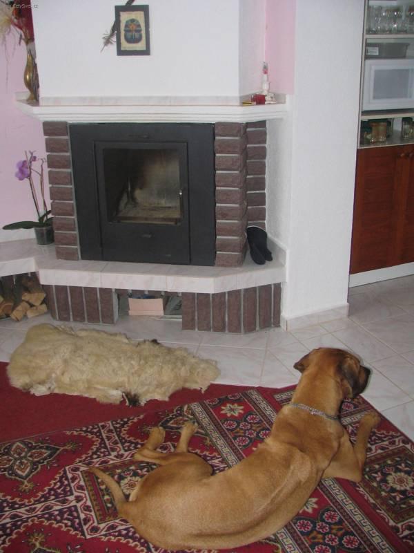 Foto: Rhod�sk� ridgeback, Rhod�zsk� ridgeback-Chovatelka: Sylvia