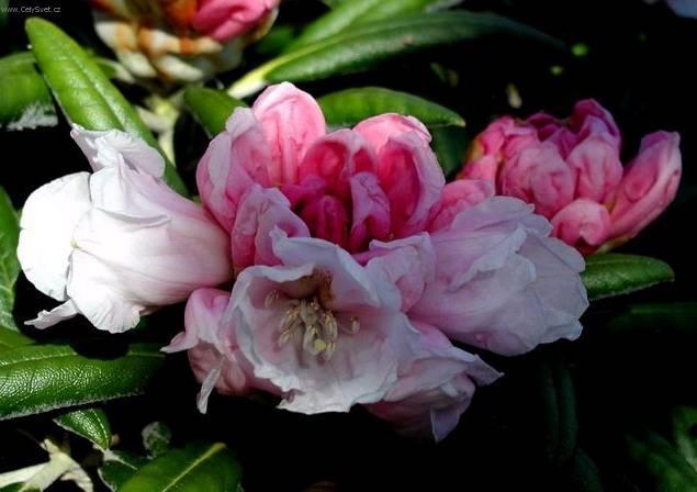 Foto: Rododendron, Azalka