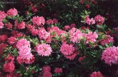 Foto: Rododendron, Azalka