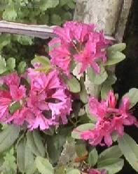 Foto: Rododendron, Azalka