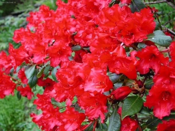 Foto: Rododendron, Azalka