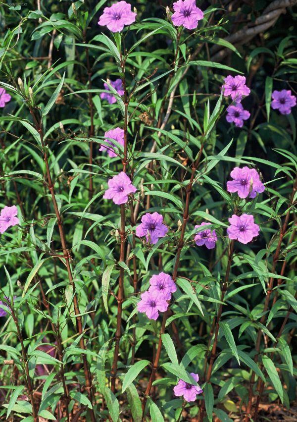 Foto: Ruellia