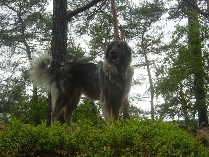 Fotky: �arplaninsk� pasteveck� pes (foto, obrazky)