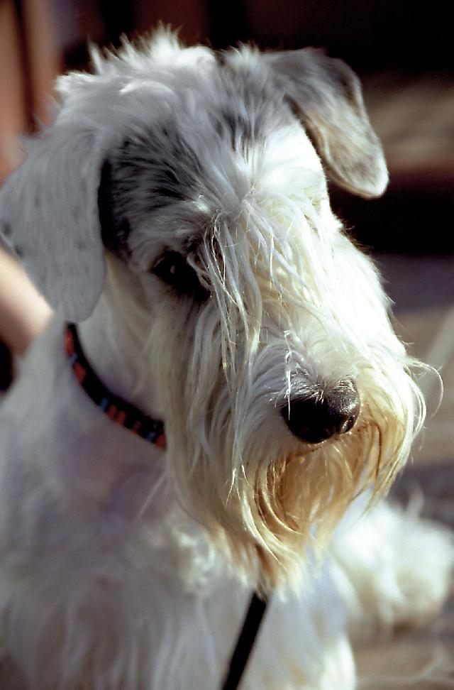 Foto: Sealyham teri�r-Lumpik Sealy Ross-Cynopolis. Majitel: Basia (basia@pobox.sk, www.sealyhamterrier.estranky.cz)