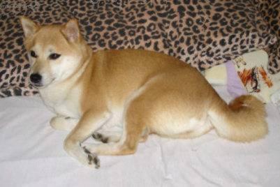 Foto: Shiba-Chovatele: man�el� Ji�� a ��rka Dubj�kovi