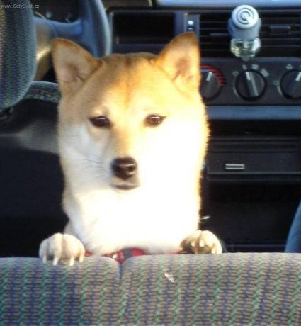 Foto: Shiba-Chovatele: man�el� Ji�� a ��rka Dubj�kovi