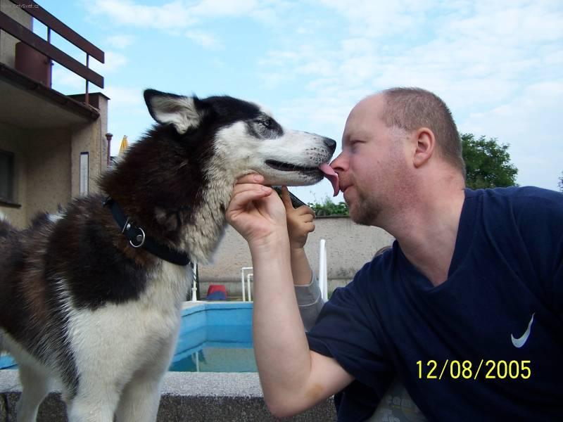 Foto: Sibi�sk� husky-Chovatel: Mata