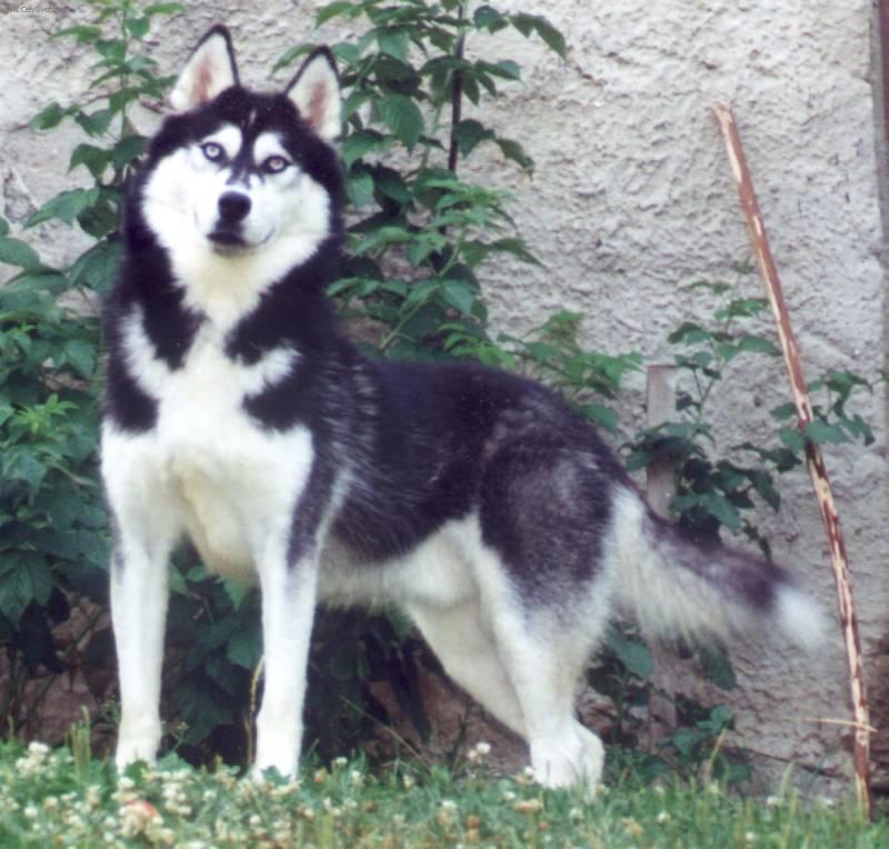 Foto: Sibi�sk� husky-Chovatelsk� stanice 