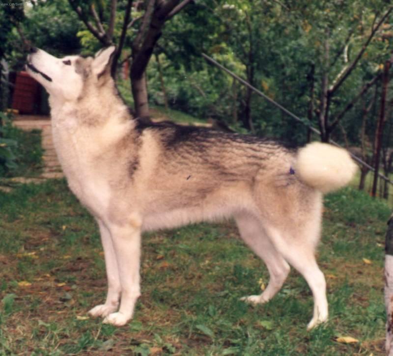 Foto: Sibi�sk� husky-Chovatelsk� stanice 
