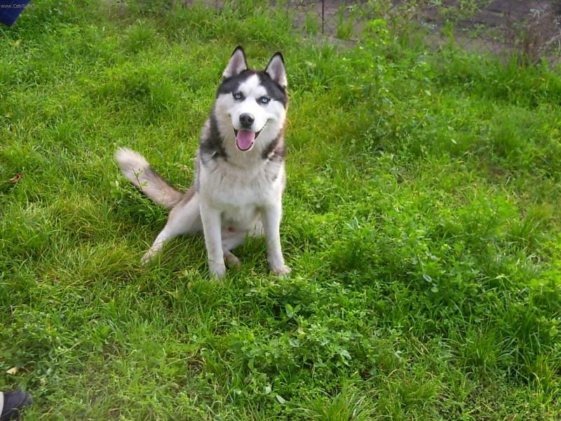 Fotky: Sibi�sk� husky (foto, obrazky)