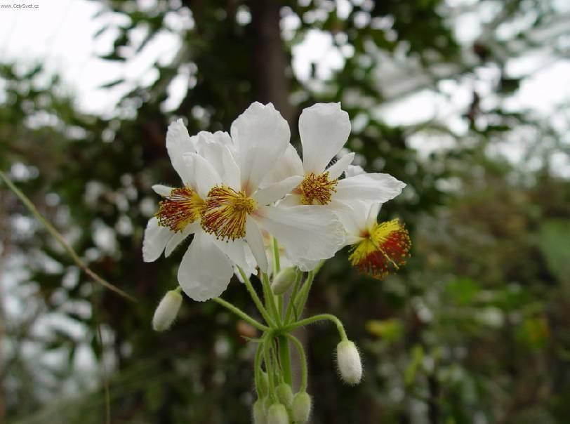 Fotky: Sparm�nie, pokojov� lipka (foto, obrazky)