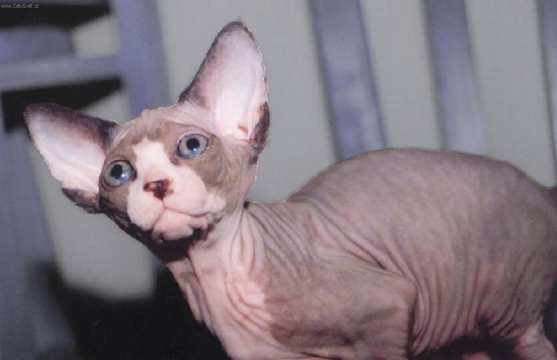 Foto: Sphynx