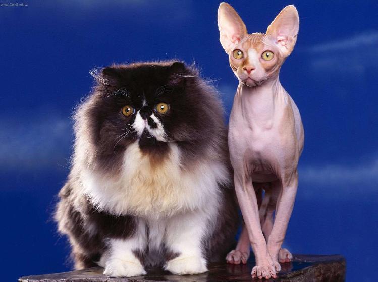 Foto: Sphynx